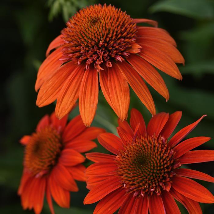Echinacea Sombrero® Fiesta Orange