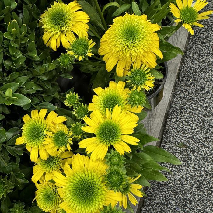 Echinacea Sunny Days™ Lemon