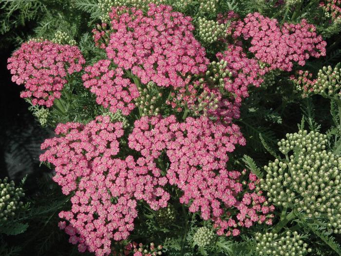 Achillea millefolium Tutti Frutti™ Pink Grapefruit