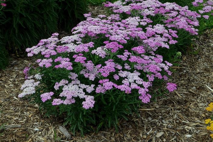 Achillea Firefly Amethyst