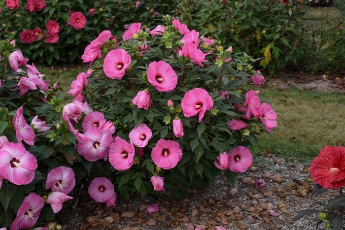 Hibiscus Summerific® Candy Crush