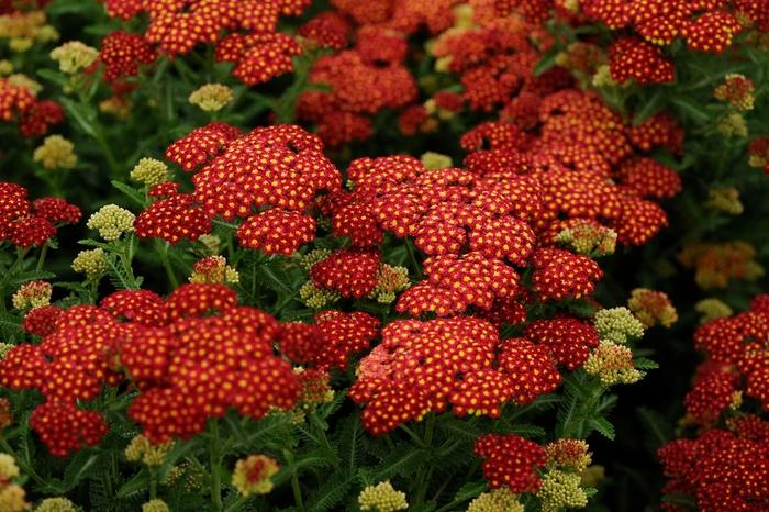 Achillea millefolium Seduction Strawberry