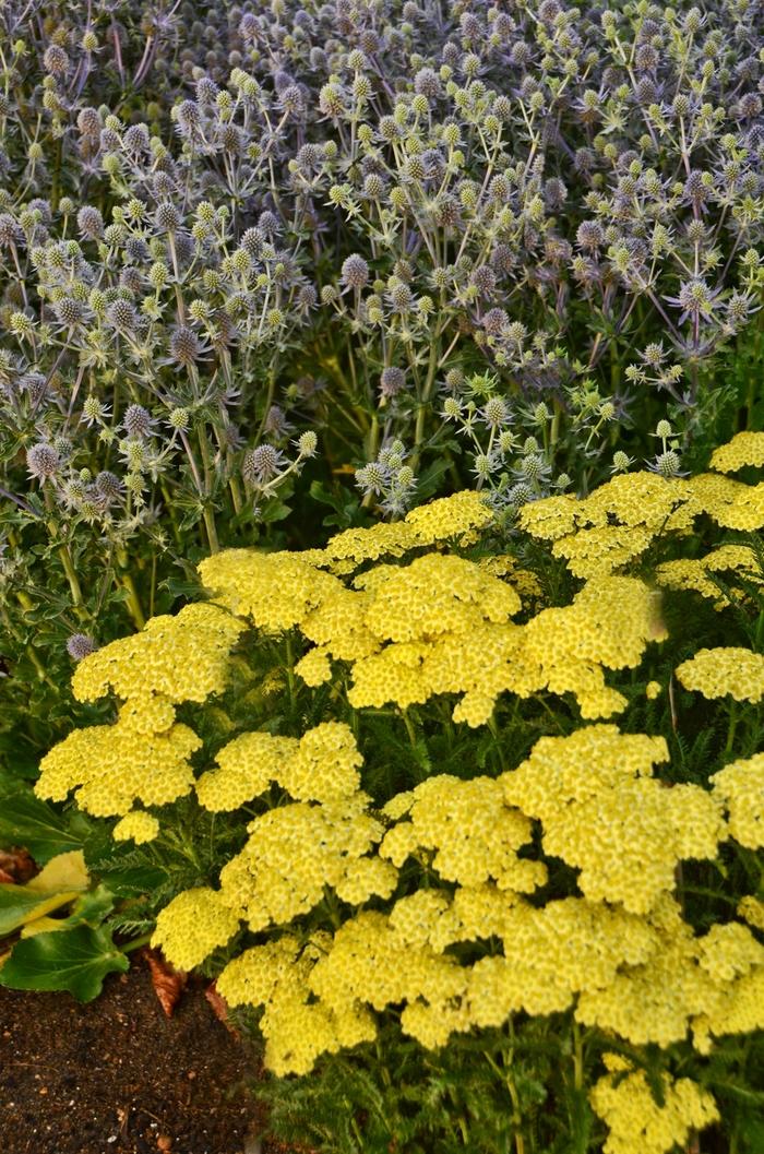 Achillea millefolium Seduction Sunny