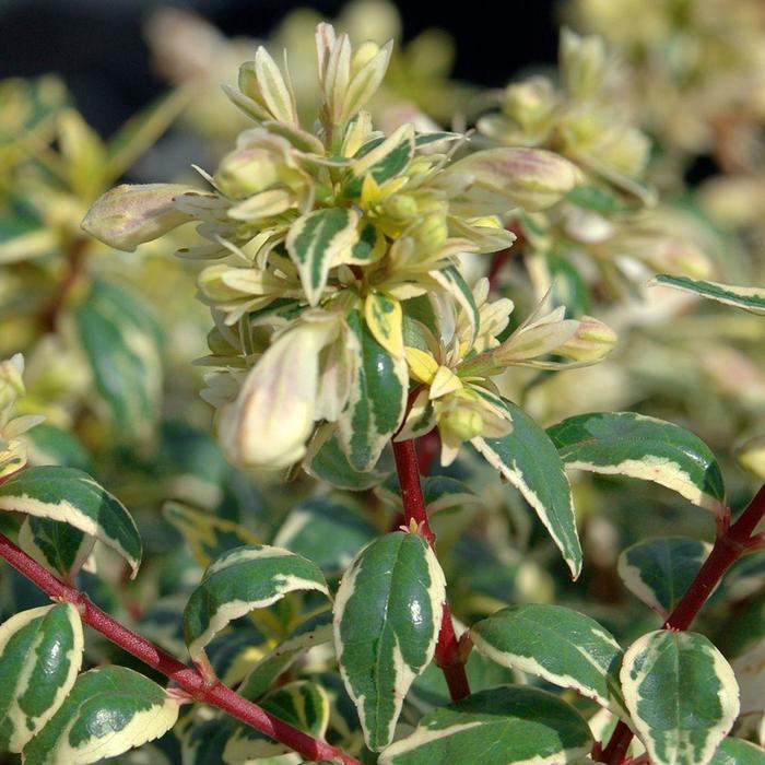 Abelia x grandiflora Suntastic™ 'Radiance' - Glossy Abelia