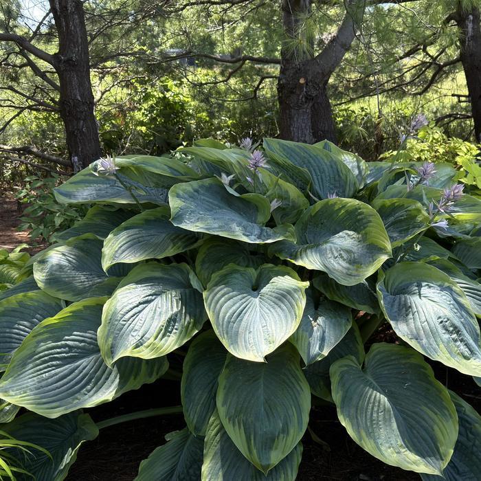 Hosta Shadowland® Wu-La-La