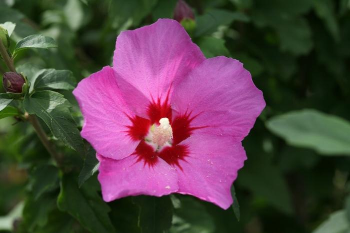 HIbiscus syriacus Lil' Kim® Violet