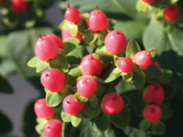 Hypericum inodorum Red Star