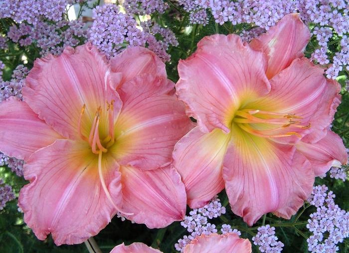 Hemerocallis Jolyene Nichole