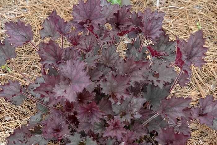 Heuchera Frosted Velvet