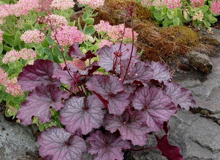 Heuchera Northern Exposure™ Purple
