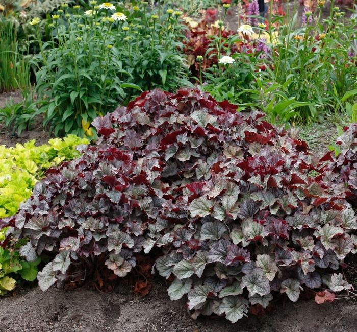 Heuchera Northern Exposure™ Silver