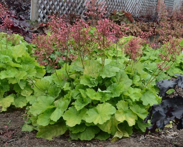 Heuchera Primo™ Pretty Pistachio