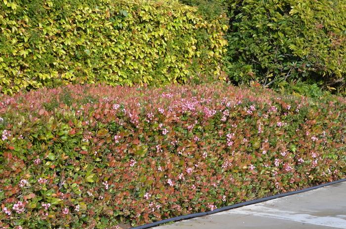 Abelia 'Edward Goucher'