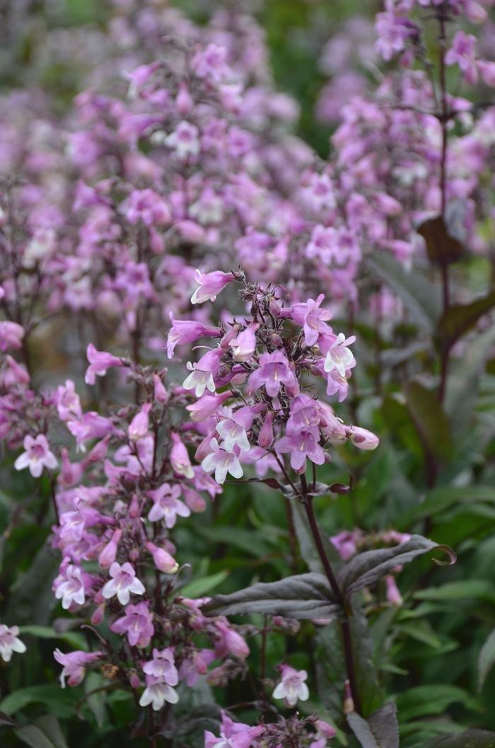 Penstemon Midnight Masquerade