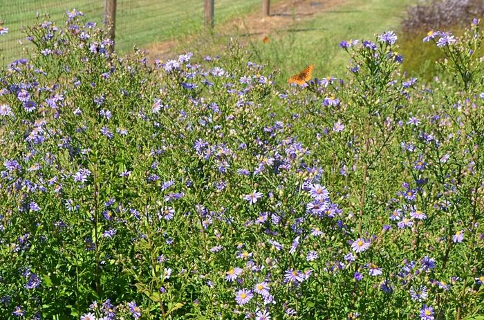 Aster laevis Bluebird