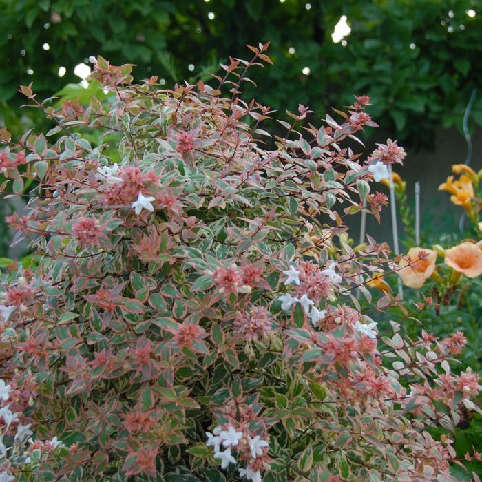 Abelia x grandiflora 'Tres Amigos™' - Abelia