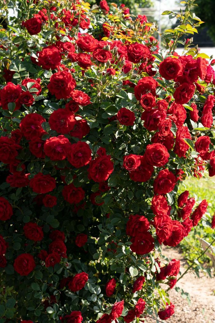 Rosa Cherry Frost™