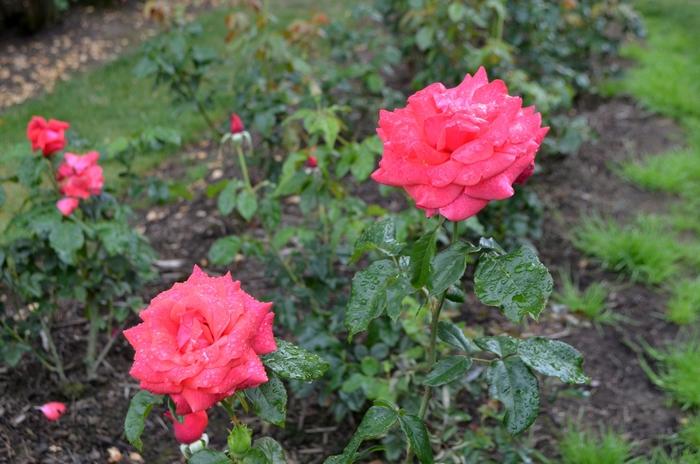 Rosa Cinnamon Dolce