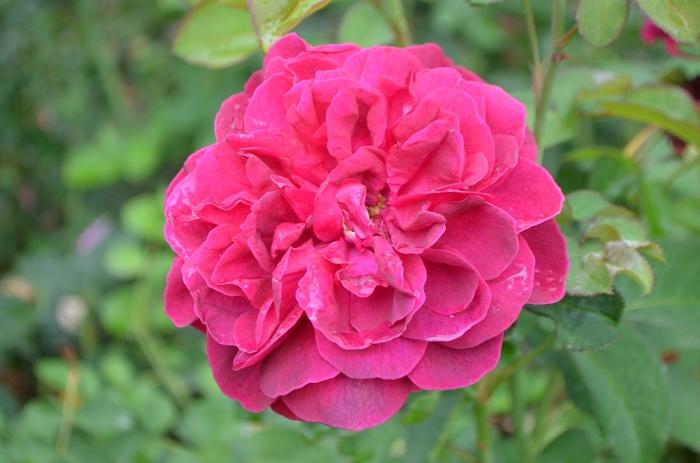 Rosa Darcey Bussell