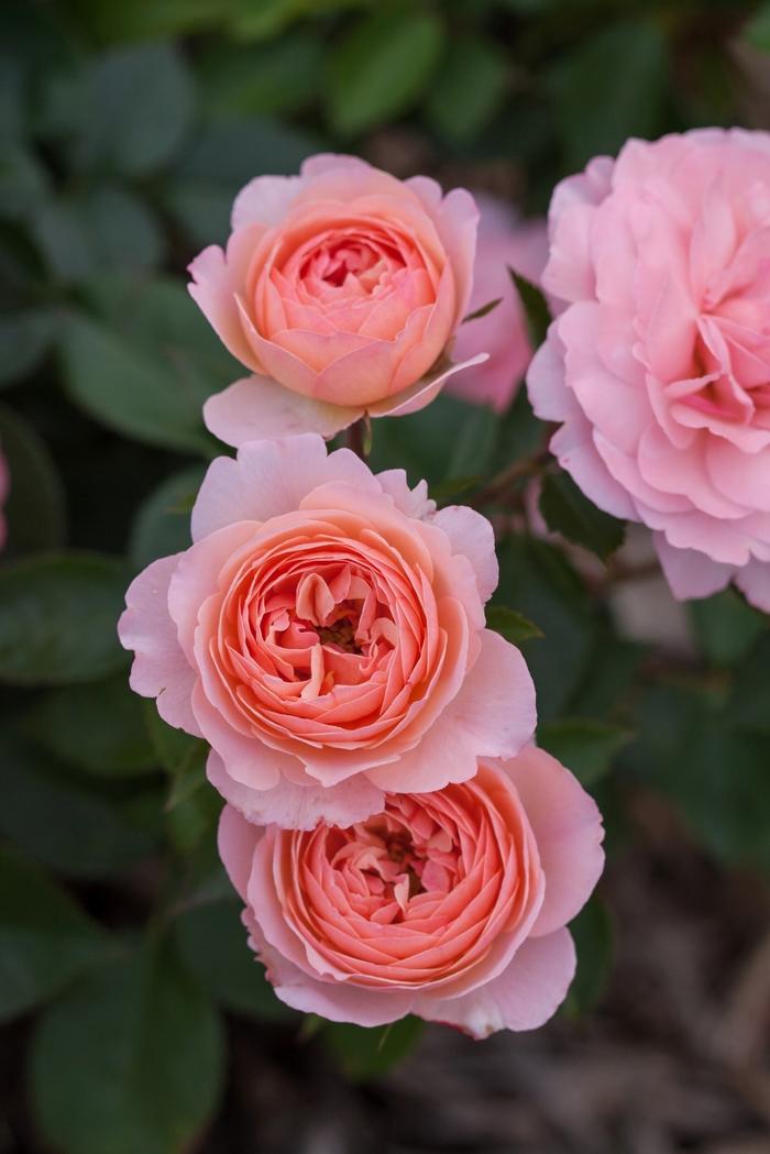 Rosa Easy Elegance® Calypso