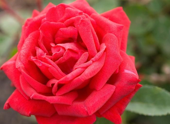Rosa Easy Elegance® Como Park