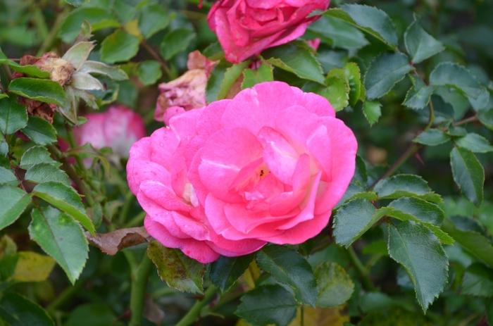 Rosa Easy Elegance® Sunrise Sunset
