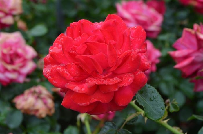 Rosa Easy Elegance® Super Hero