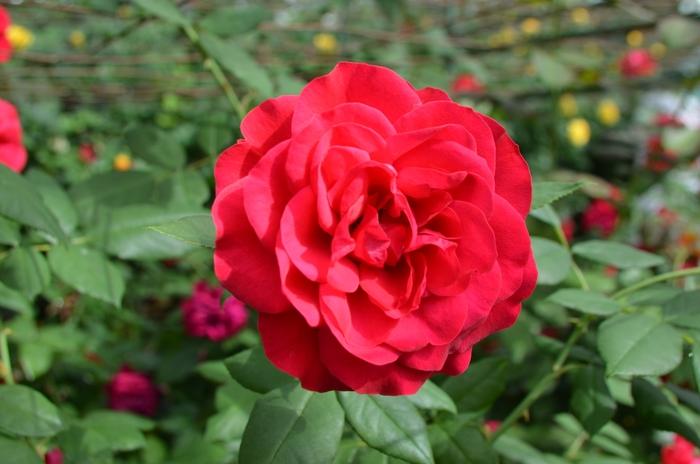 Rosa Europeana