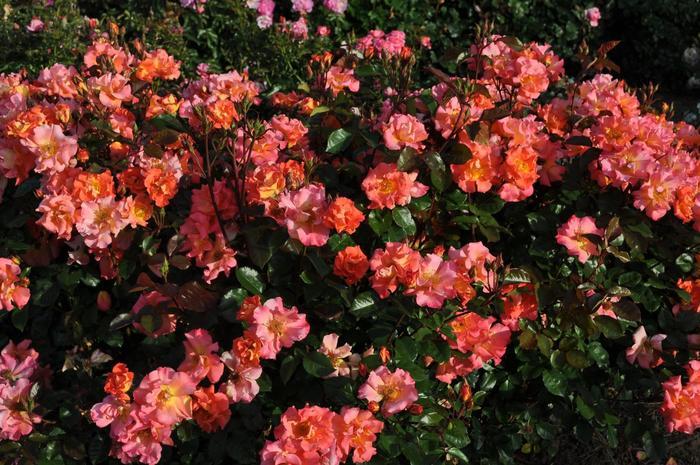 Rosa Kolorscape® Firecracker™