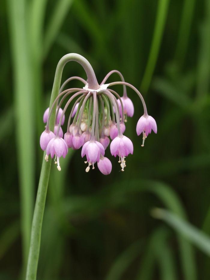 Allium cernuum