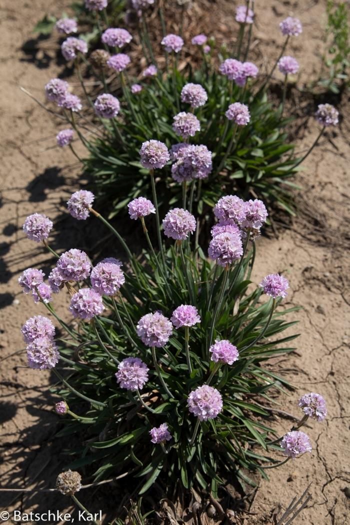 Armeria pseudarmeria Dreameria™ Sweet Dreams