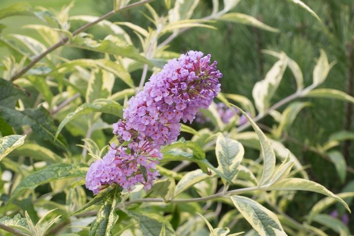 Buddleia Summer Skies
