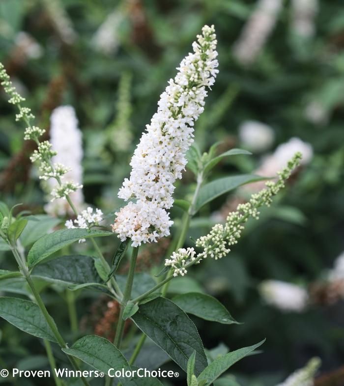 Buddleia Miss Pearl