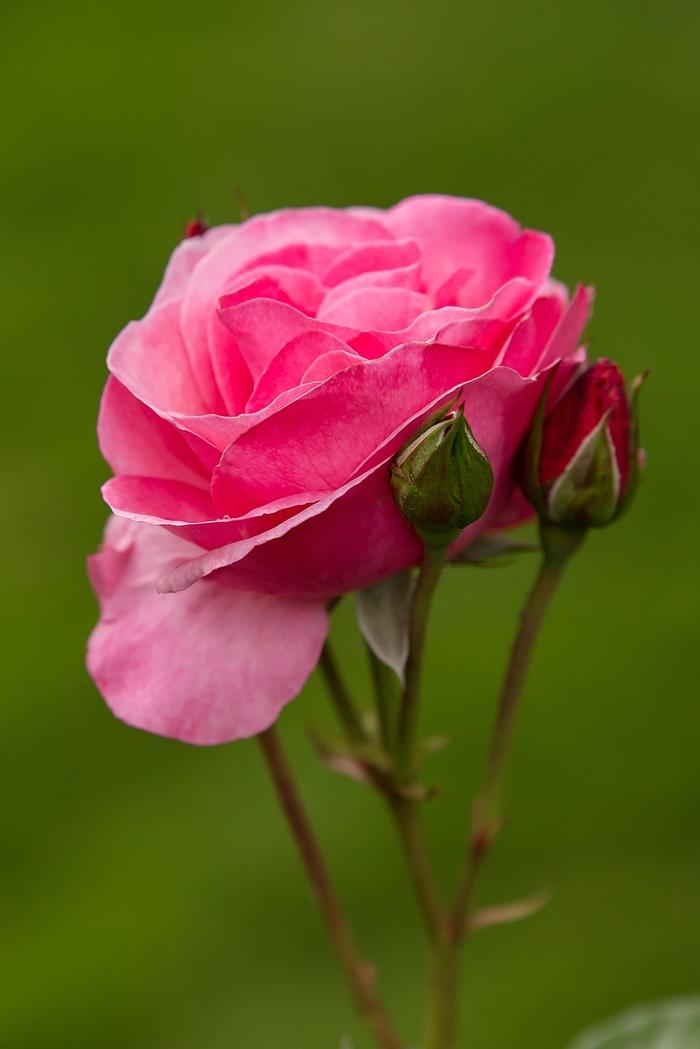 Rosa Easy Elegance® Grandma's Blessing