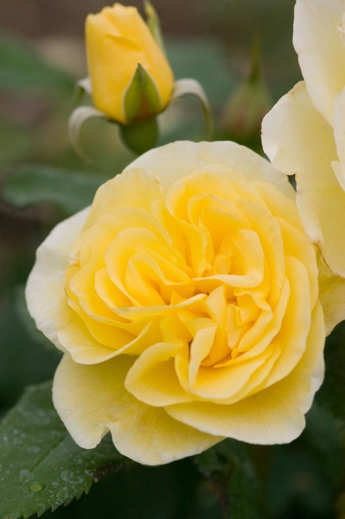 Rosa Easy Elegance® High Voltage