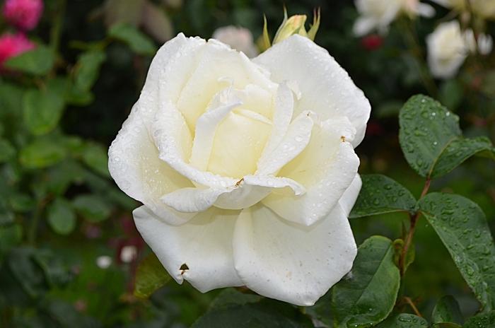 Rosa Honor