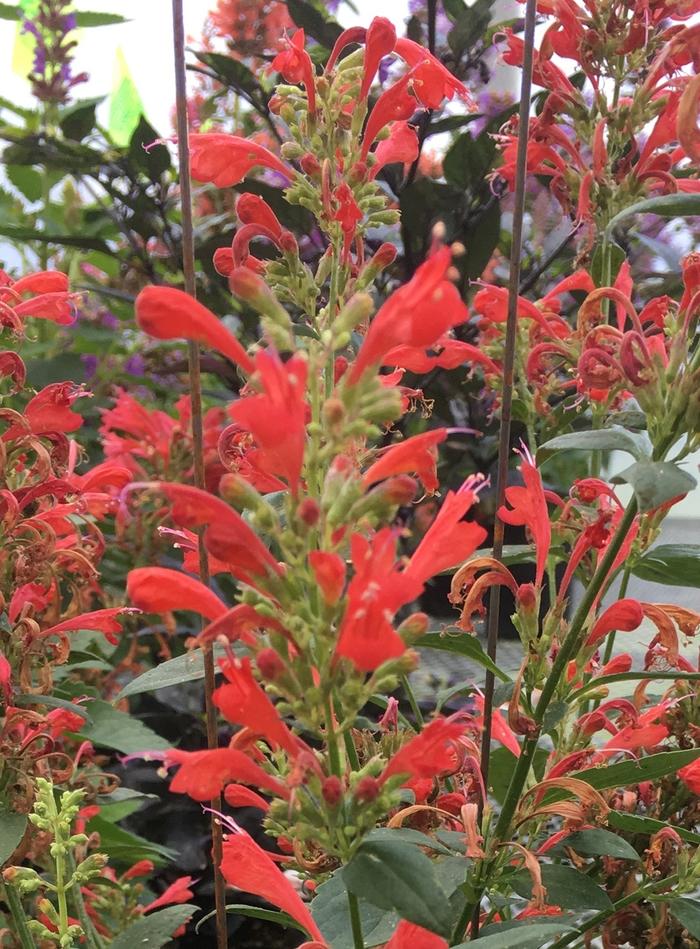 Agastache Kudos Red