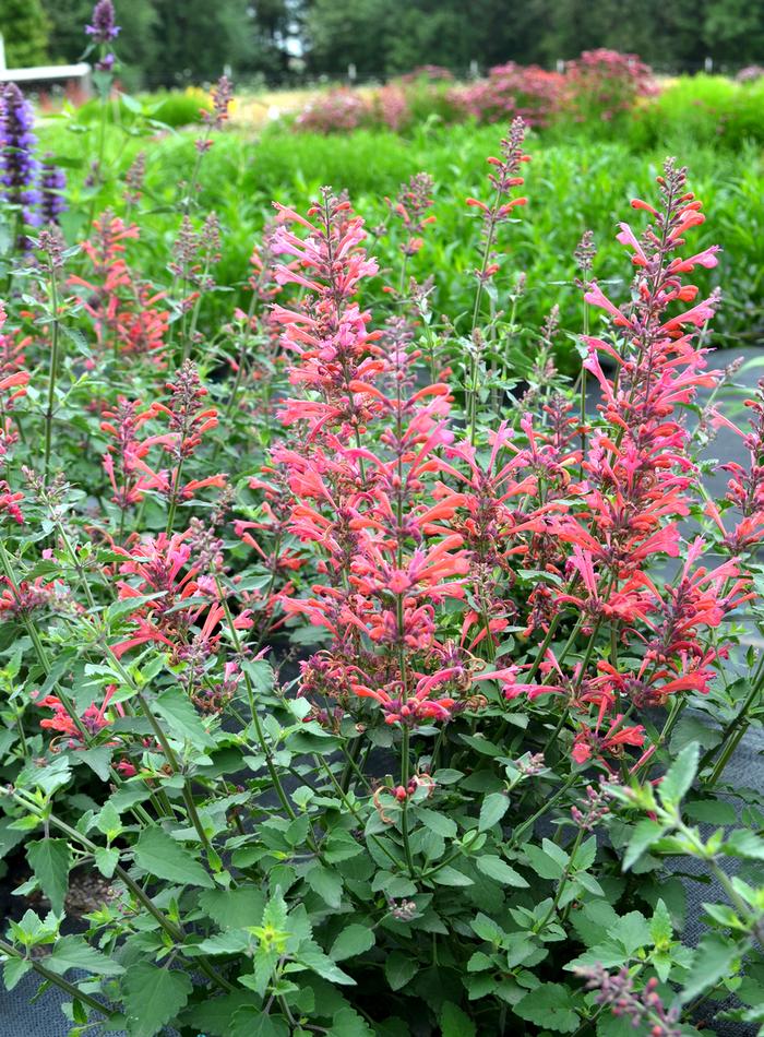 Agastache Kudos Coral