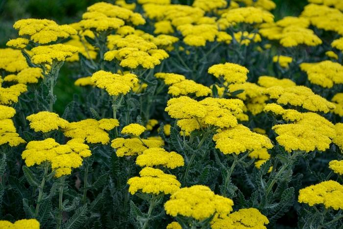 Achillea millefolium Sassy Summer Silver