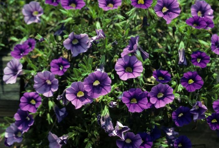 Calibrachoa Lirica Showers Blue