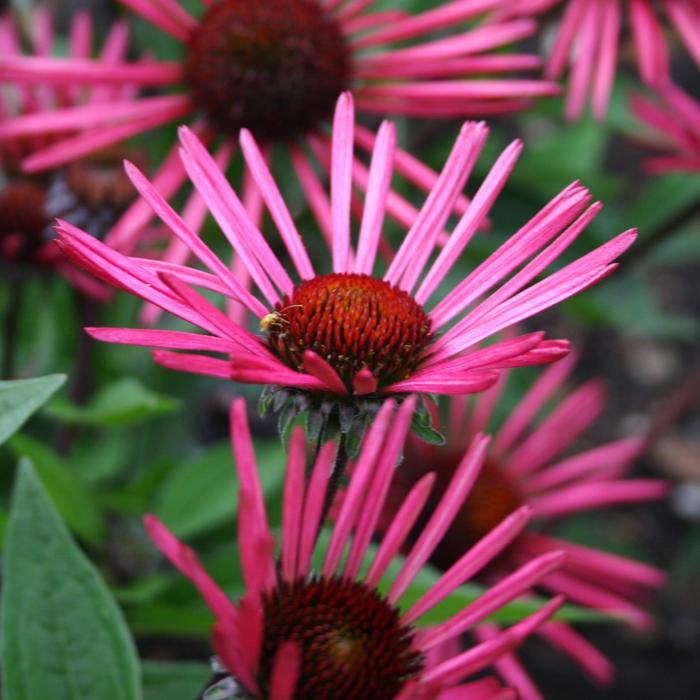 Echinacea Burgundy Fireworks