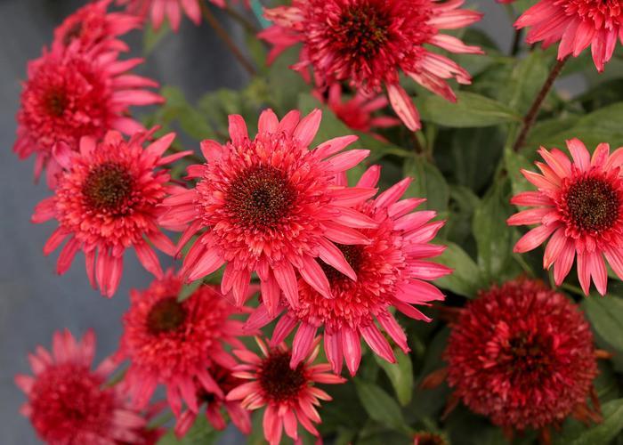 Echinacea Giddy Pink