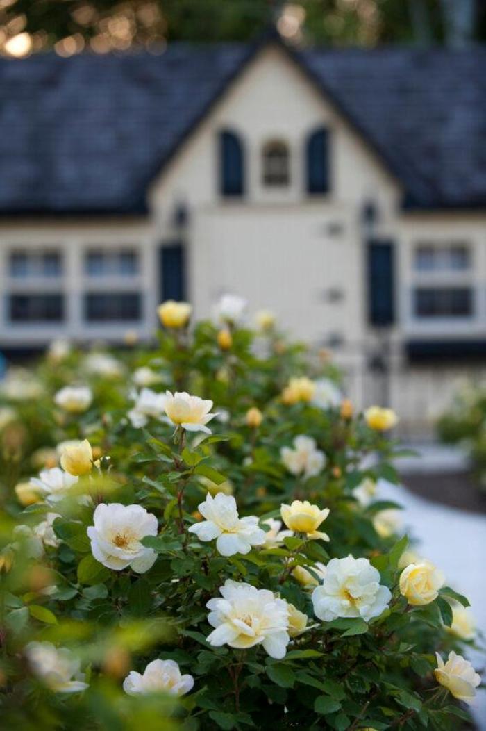 Rosa Knock Out® Sunny