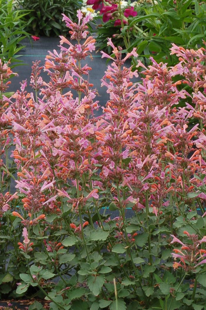 Agastache Kudos Ambrosia