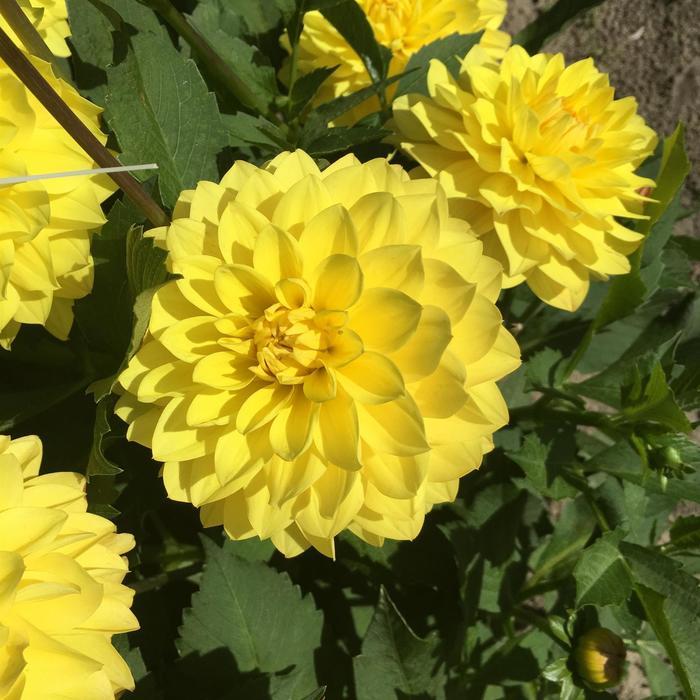 Dahlia American Sun