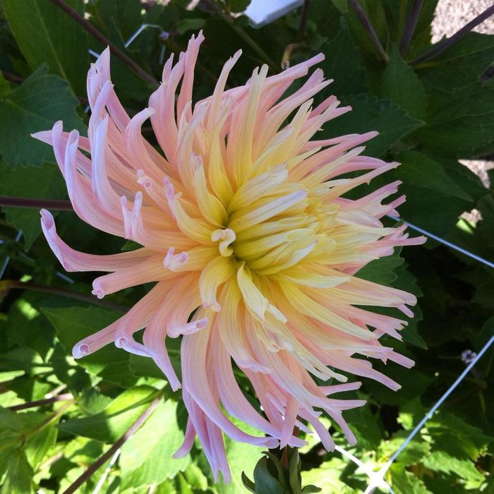 Dahlia Apricot Star