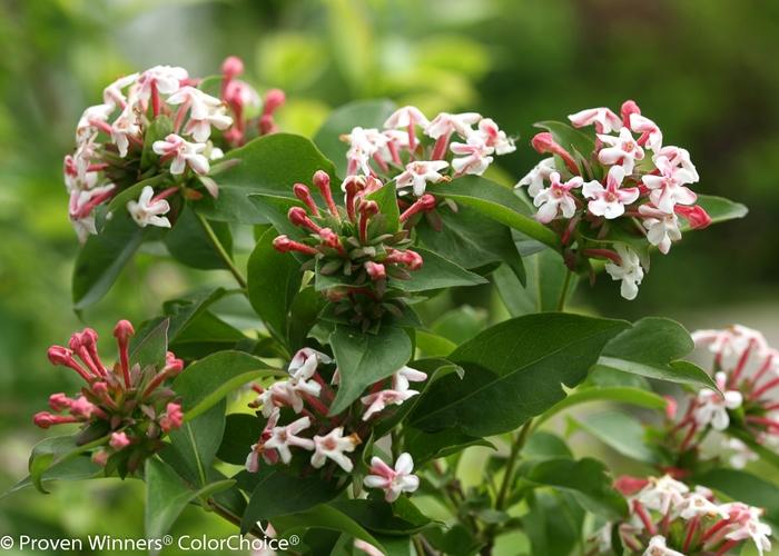 Abelia mosanensis Color Choice® 'Sweet Emotion®' - Hardy Abelia