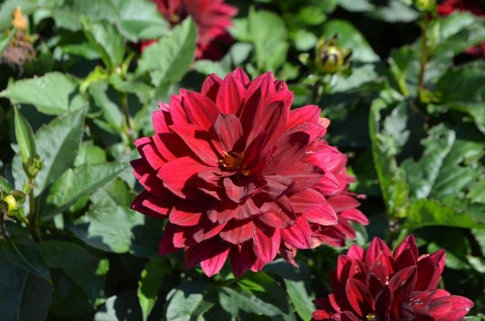 Dahlia Aztec™ Taxco®