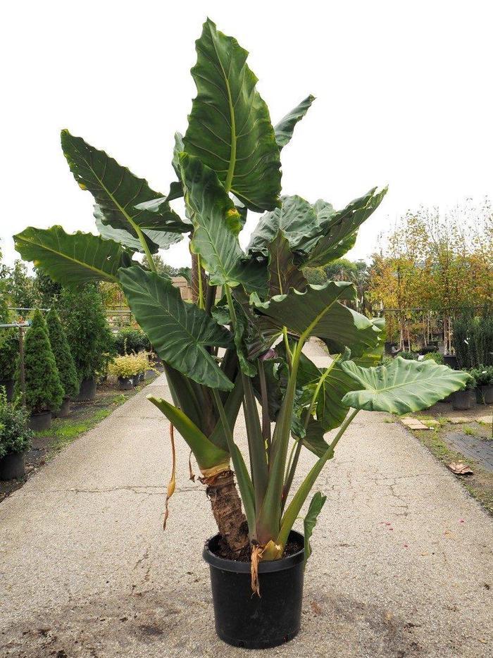 Alocasia Masquerade™ Kuching Mask