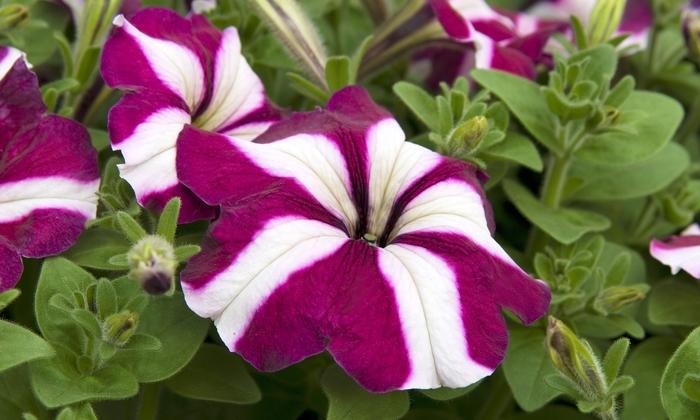 Petunia Madness® Burgundy Star